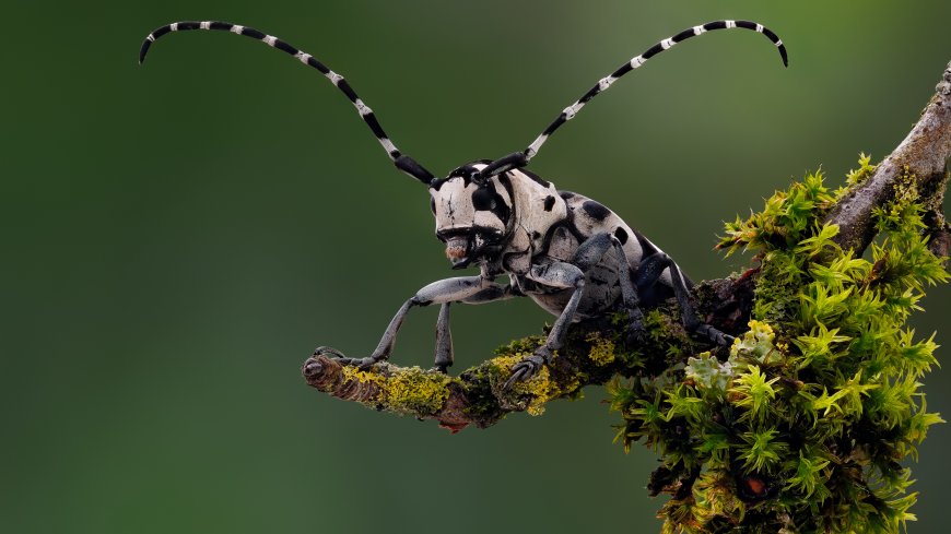 甲虫 昆虫 宏 分支 苔藓 性质 景深 长角甲虫