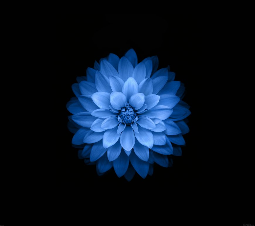 壁纸 抽象 蓝色花朵 电脑桌面壁纸 