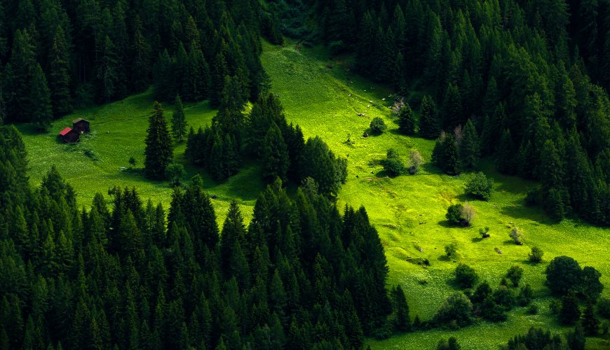自然 风景 树木 松树 小山 森林 小屋 草 绿色