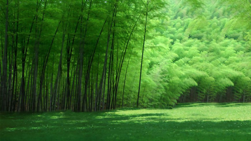 绿色毛竹林护眼风景电脑壁纸