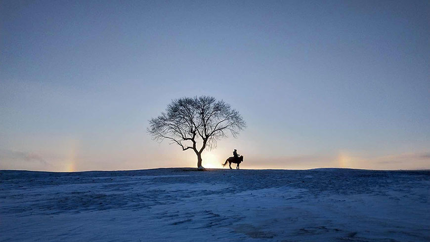 雪原高原夕阳孤独的马和树高清壁纸