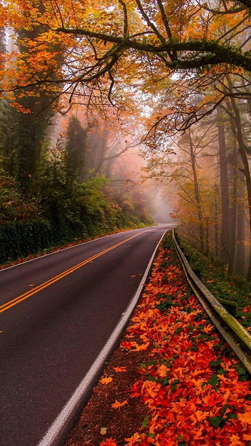 静谧的林间公路枫叶风景
