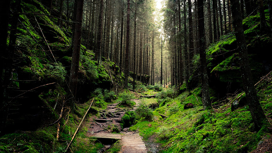 静谧自然的原始森林旅游风景4K壁纸