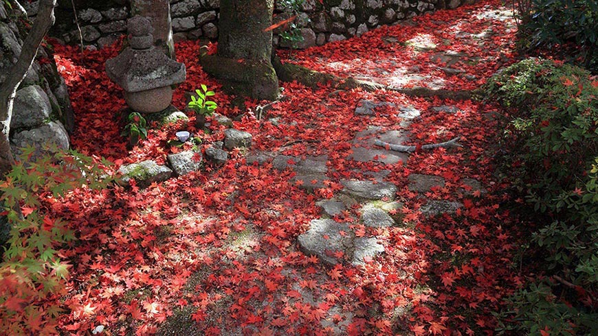 满地的红枫叶森林壁纸