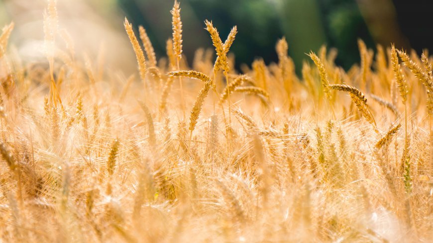 金黄麦穗唯美风景壁纸