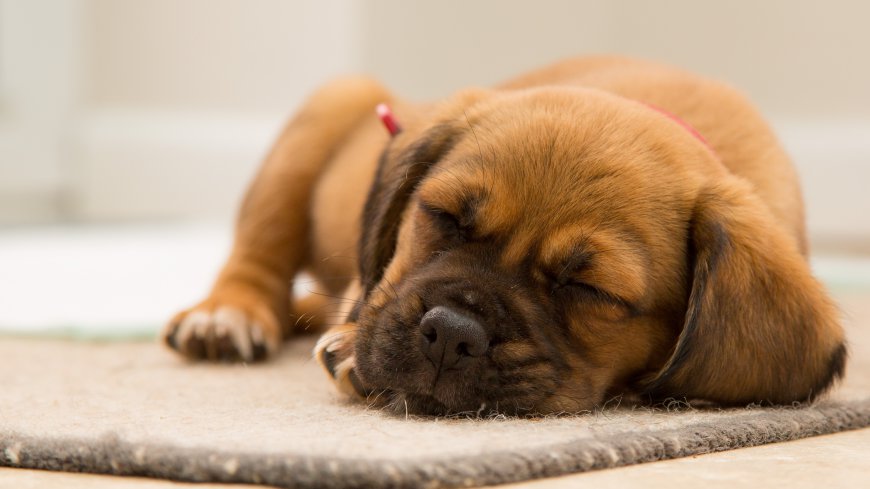 趴地上熟睡的小狗狗壁纸