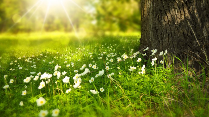阳光照耀下草地上的小花唯美风景壁纸