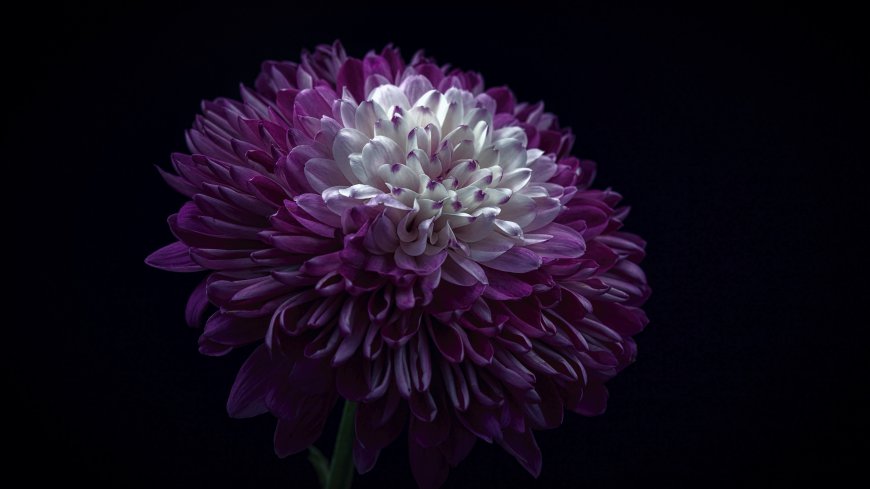 色彩绚丽的菊花超清壁纸