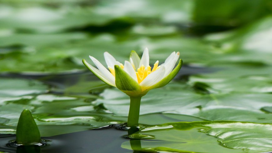 水中盛开的莲花风景壁纸