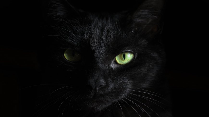 黑色的猫咪电脑4K超清壁纸