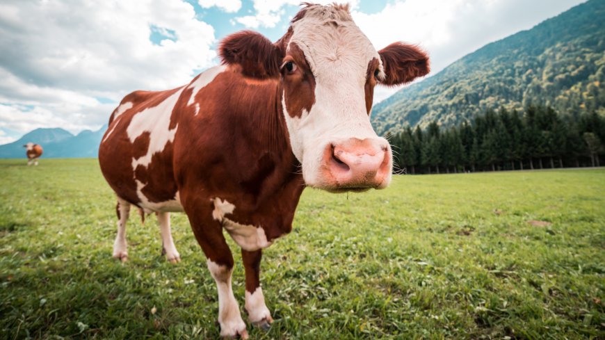 山脚下草地上的大奶牛动物壁纸