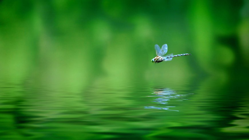 水面上飞行的蜻蜓静态超清壁纸