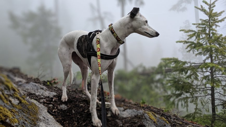 郊外森林中捕猎的猎犬超清动物壁纸