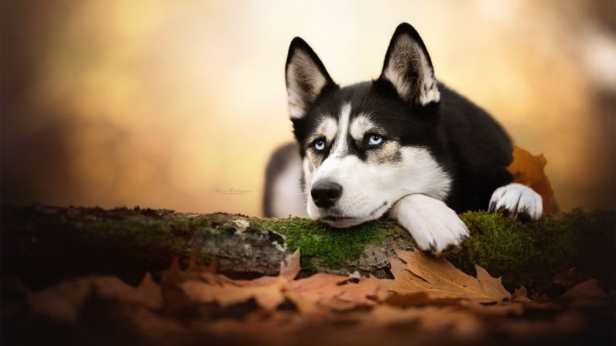 可爱哈士奇狗狗电脑高清壁纸