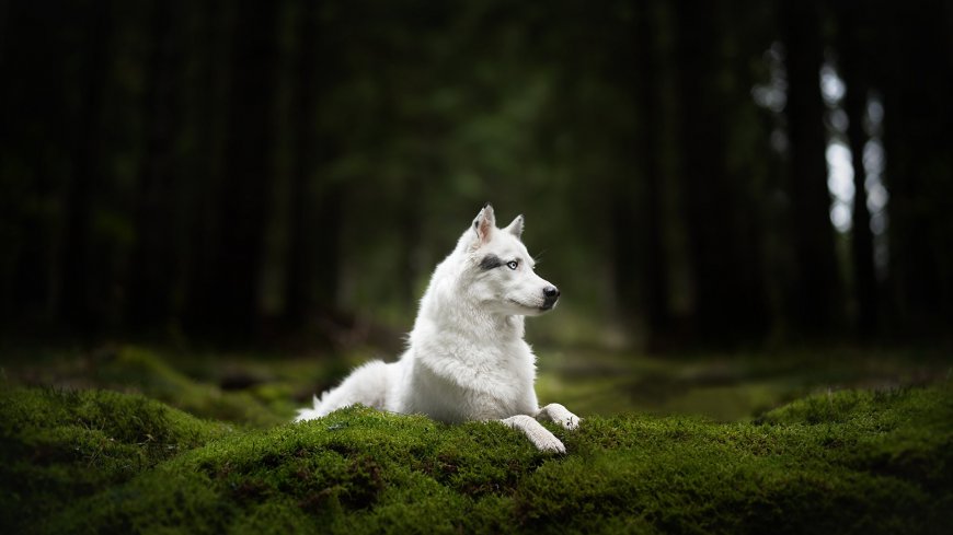 森林中的大白狼电脑高清壁纸