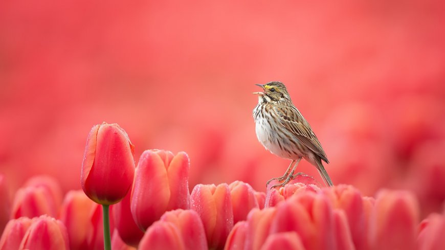 停留在花朵上的小鸟唯美桌面壁纸