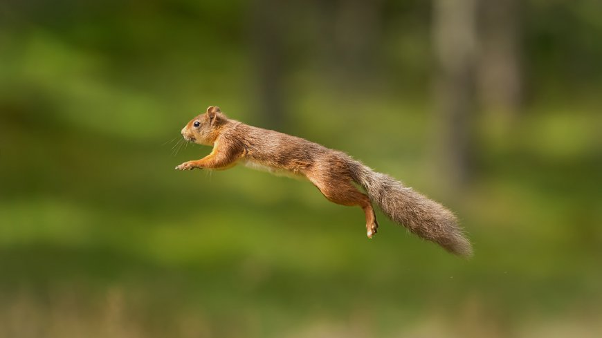跳跃的松鼠可爱动物壁纸
