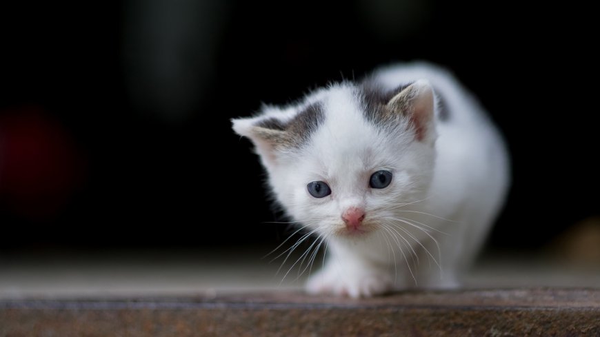 非常唯美可爱的小猫咪动物壁纸