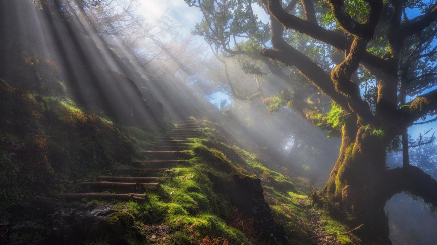 阳光照耀下的山野林间小道壁纸