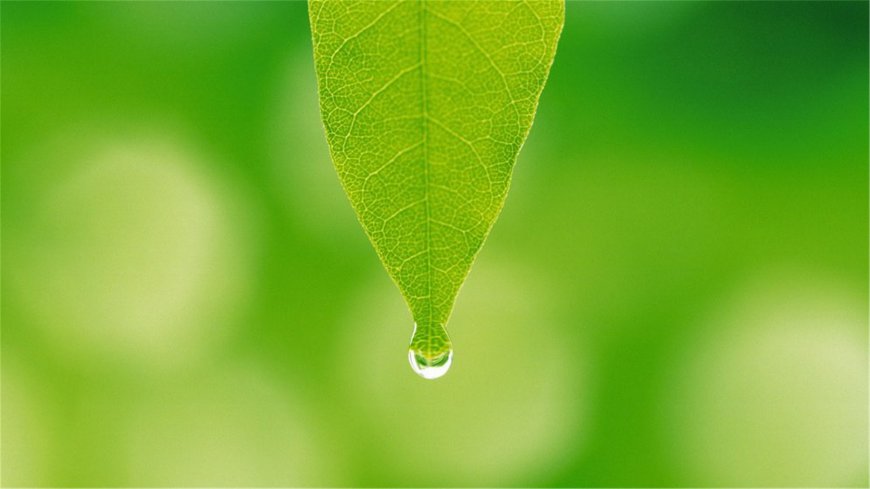 绿叶水滴电脑护眼壁纸