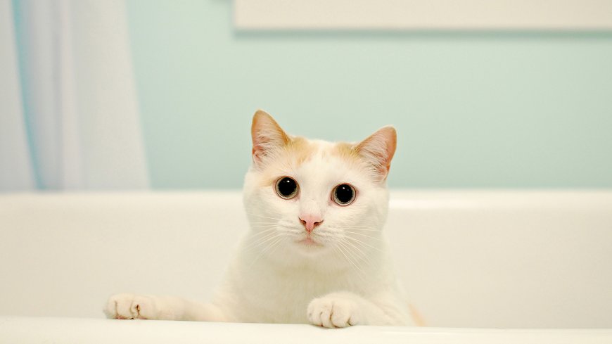 可爱白色猫咪动物萌宠壁纸