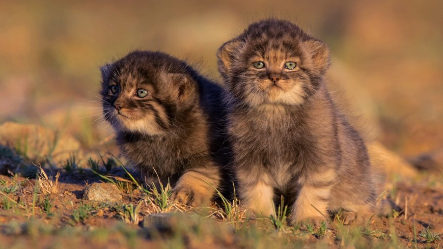 可爱小兔狲动物图片壁纸