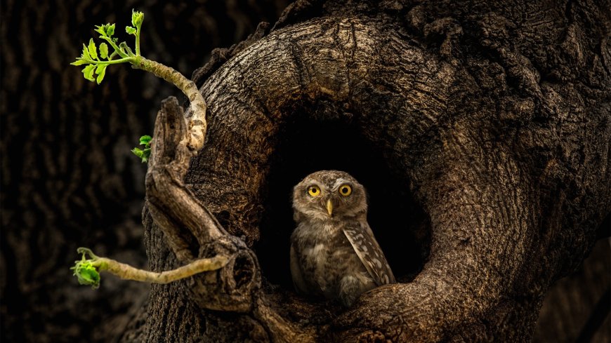 树洞猫头鹰可爱动物图片壁纸