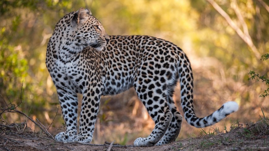 野外森林花豹动物壁纸