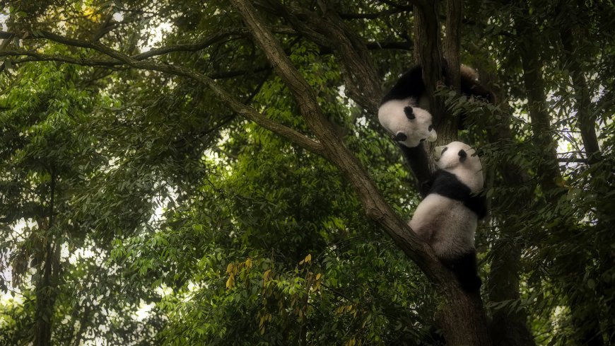 爬树上的大熊猫动物壁纸