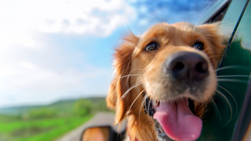 伸长舌头的可爱狗狗动物萌宠壁纸