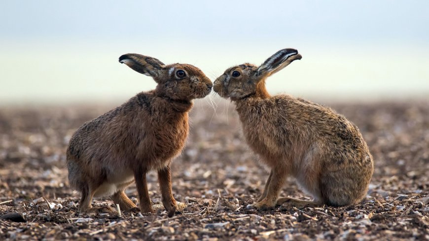 野外两只可爱的小兔子动物特写壁纸