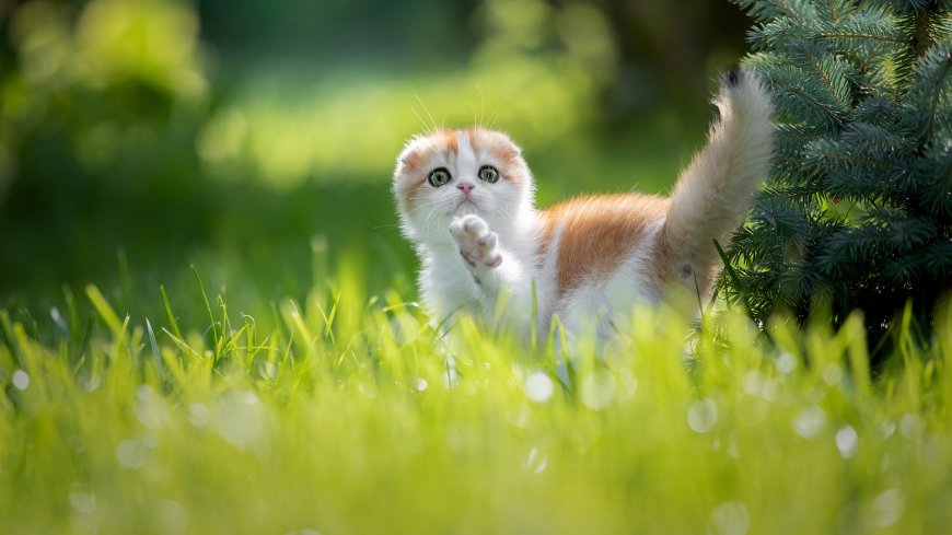 草地玩耍的可爱小猫咪动物萌宠壁纸