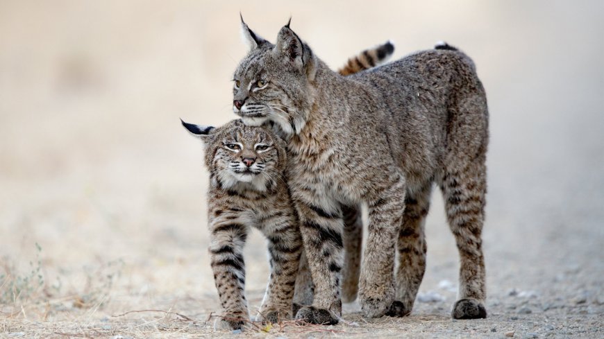 大猫猞猁野生动物壁纸