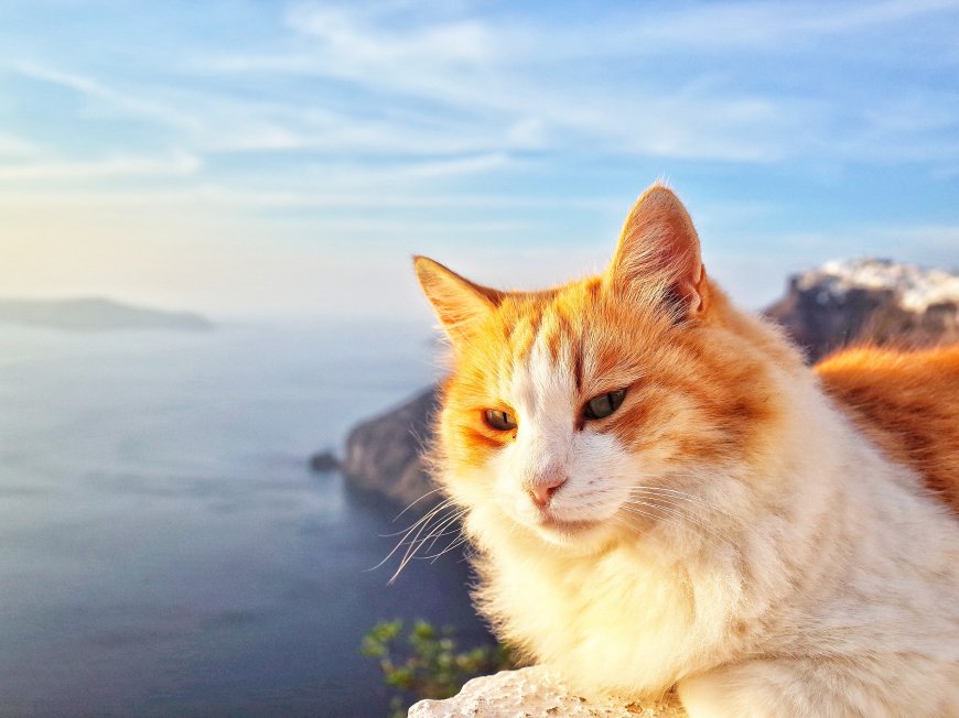 海边看风景的可爱猫咪动物萌宠壁纸