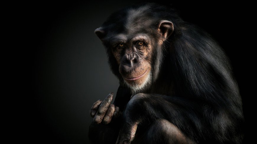 大自然黑猩猩动物特写壁纸