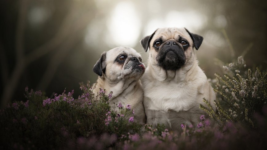 可爱狗狗唯美动物萌宠壁纸