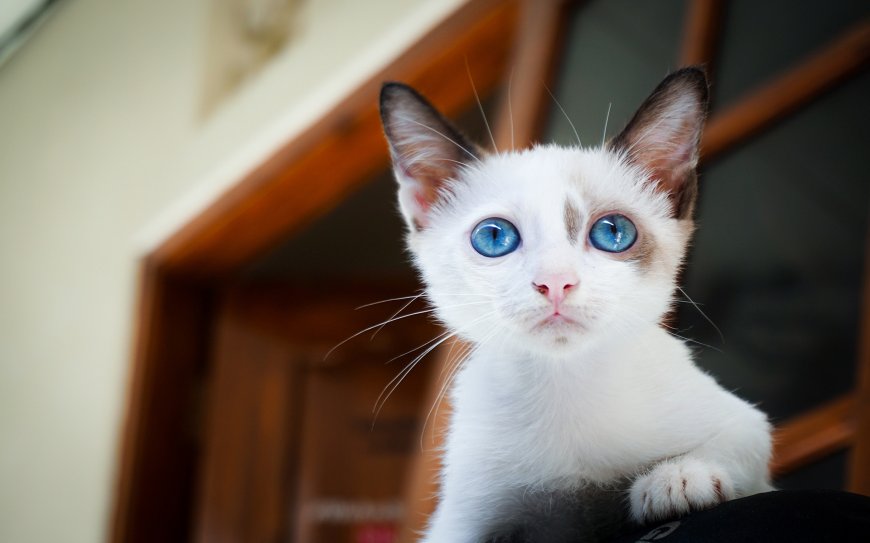 可爱蓝眼小猫咪宠物壁纸