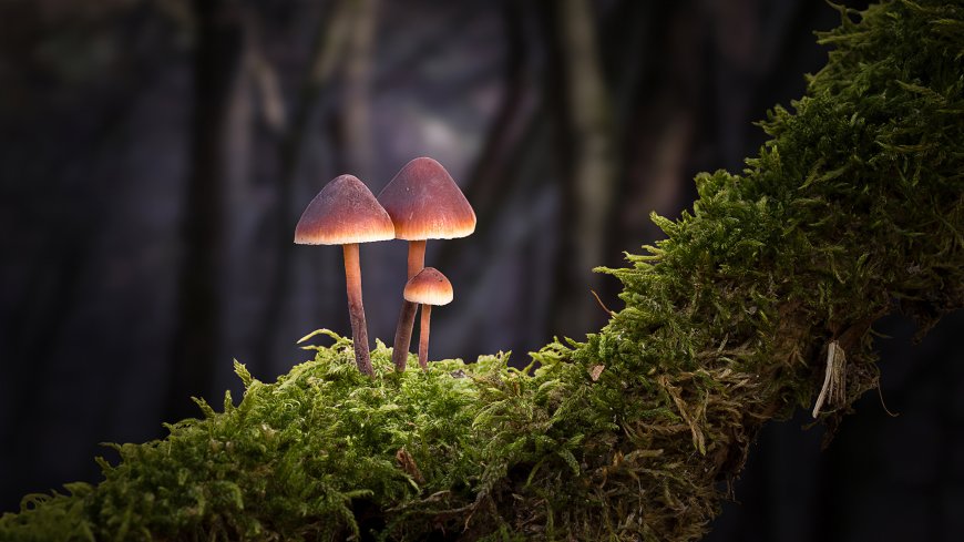 林中小蘑菇静物特写壁纸