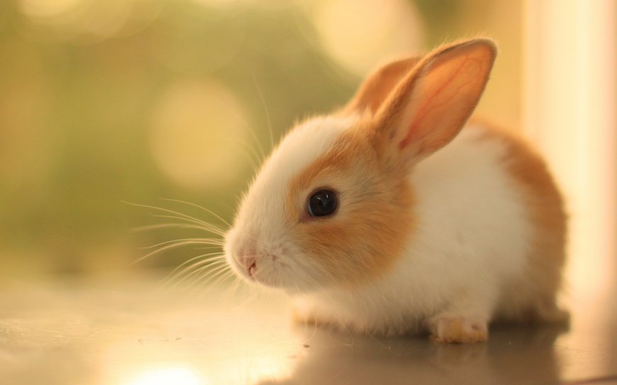 可爱小兔子动物萌宠壁纸
