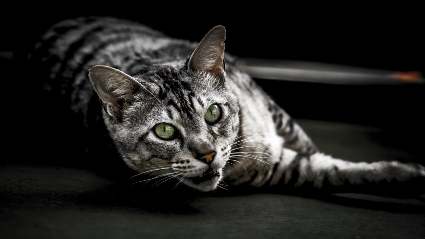 黑白花纹炫酷猫咪萌宠壁纸