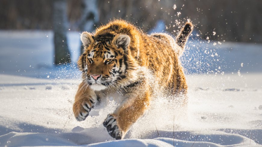 雪地中奔跑的老虎动物壁纸