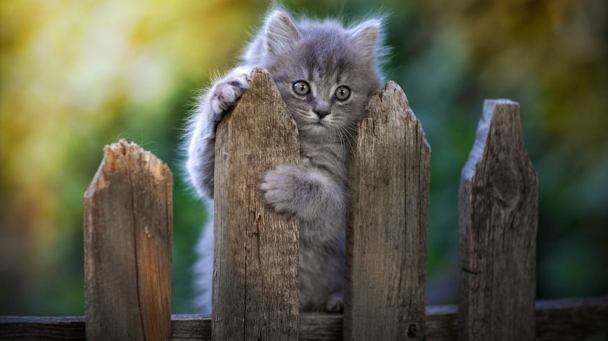 栅栏上的灰色小猫咪萌宠壁纸