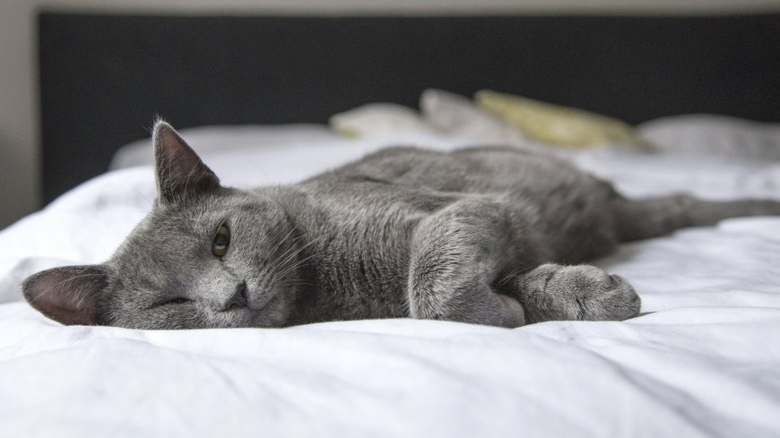 躺床上的灰色猫咪可爱宠物壁纸