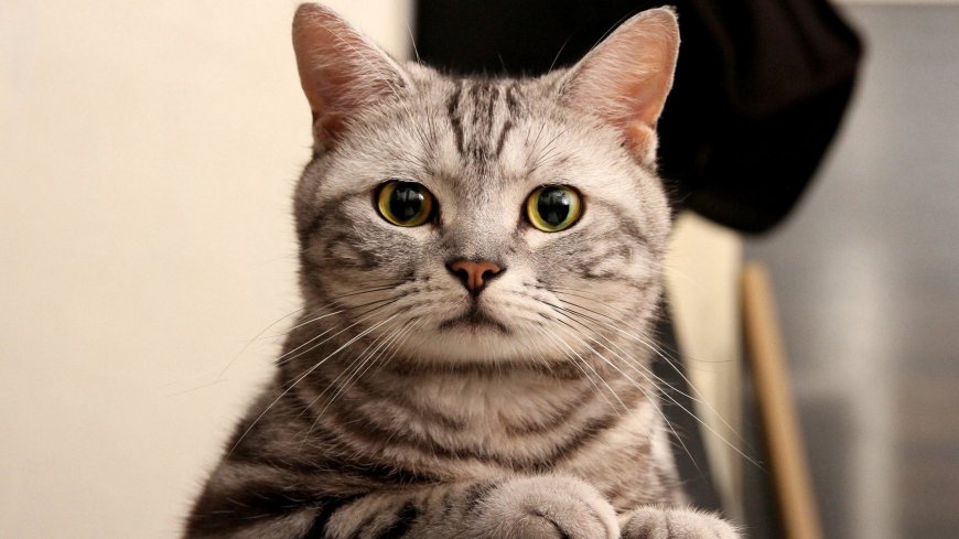 可爱大眼萌猫萌宠壁纸