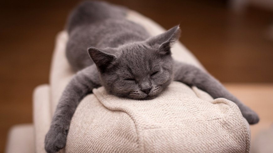 趴在沙发上睡觉的可爱猫猫萌宠壁纸