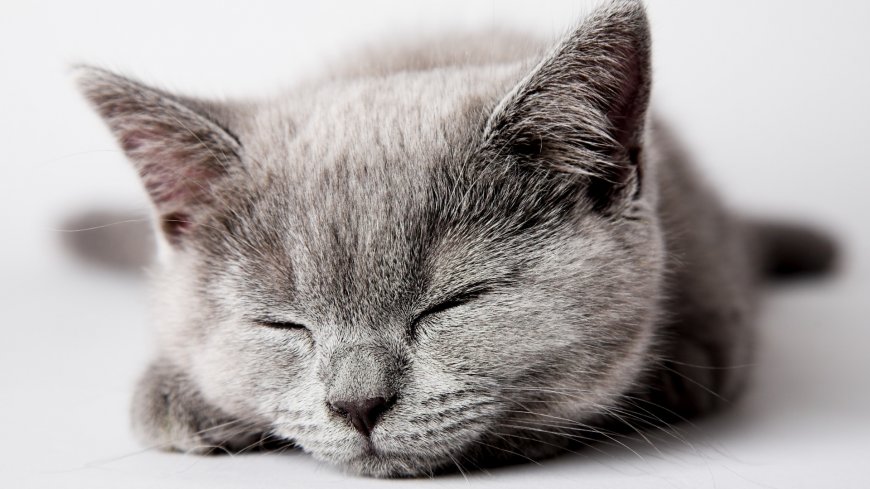 闭眼睡觉的可爱猫咪动物萌宠壁纸