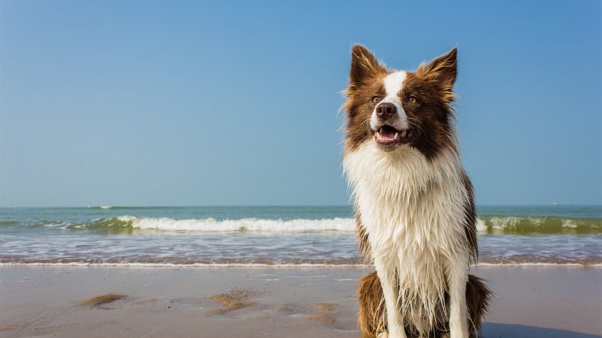沙滩上湿透的狗狗动物萌宠壁纸