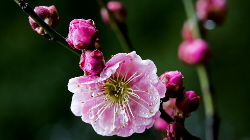 唯美粉红梅花花卉植物特写壁纸