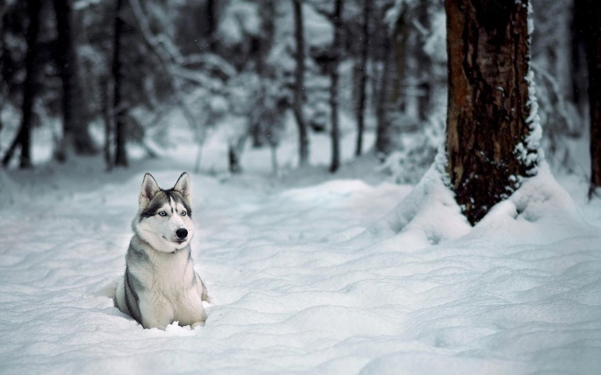 雪林中哈士奇狗狗动物萌宠壁纸