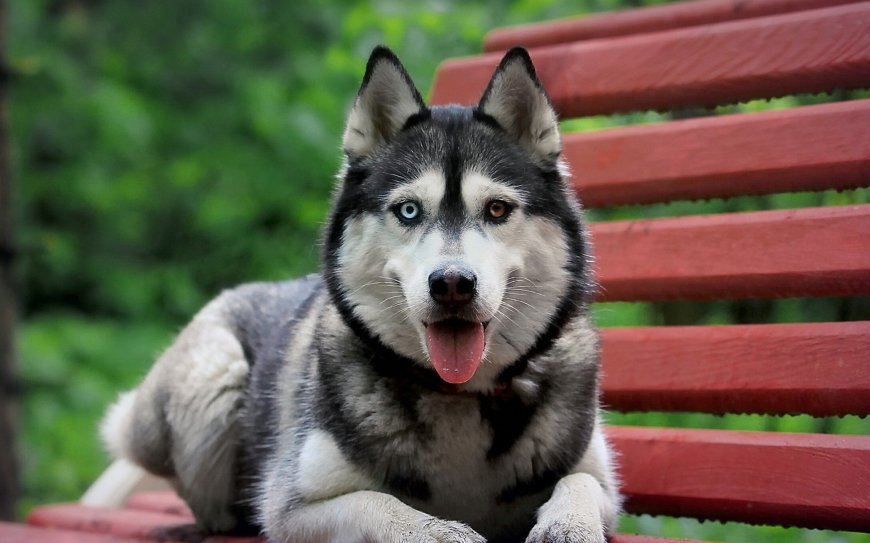 趴在凳子上的哈士奇狗狗可爱萌宠